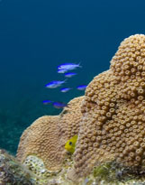 Reef